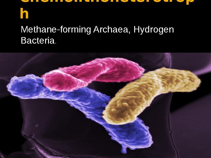 Chemolithoheterotrop h Methane-forming Archaea, Hydrogen Bacteria .