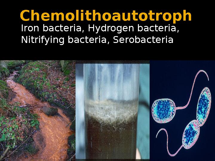 Chemolithoautotroph Iron bacteria, Hydrogen bacteria, Nitrifying bacteria, Serobacteria