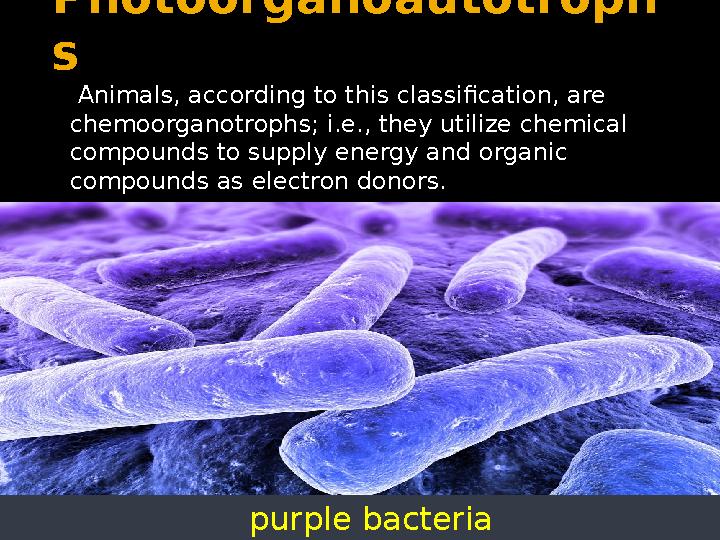 Photoorganoautotroph s Animals, according to this classification, are chemoorganotrophs; i.e., they utilize chemical compoun