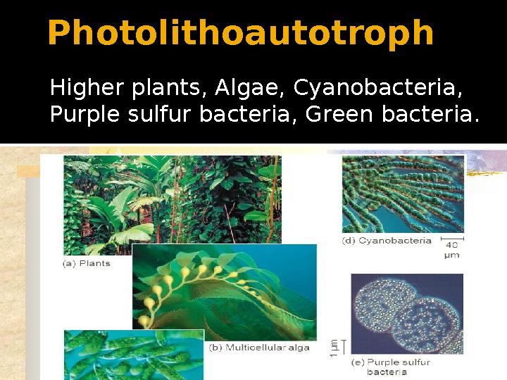 Photolithoautotroph Higher plants, Algae, Cyanobacteria, Purple sulfur bacteria, Green bacteria.