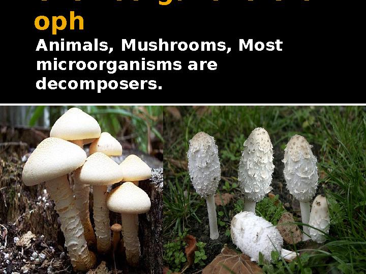 Chemoorganoheterotr oph Animals, Mushrooms, Most microorganisms are decomposers.