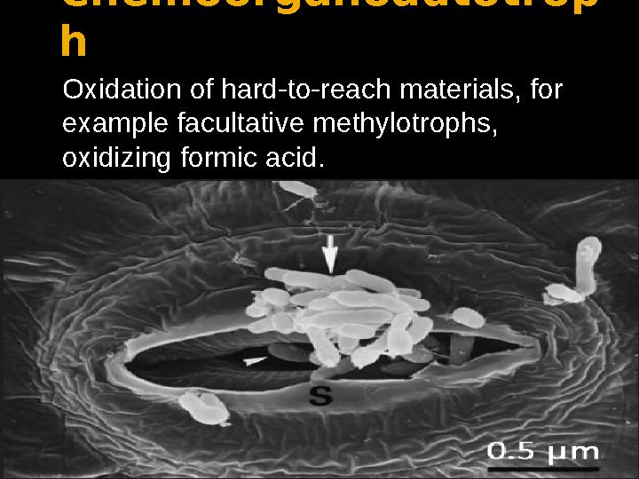 Chemoorganoautotrop h Oxidation of hard-to-reach materials, for example facultative methylotrophs, oxidizing formic acid.