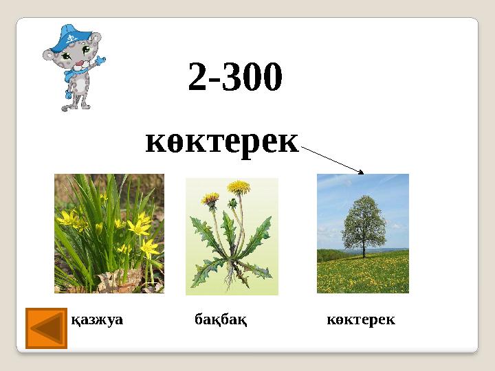 2-300 көктерек қазжуа бақбақ көктерек