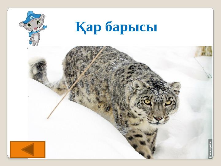 Қар барысы