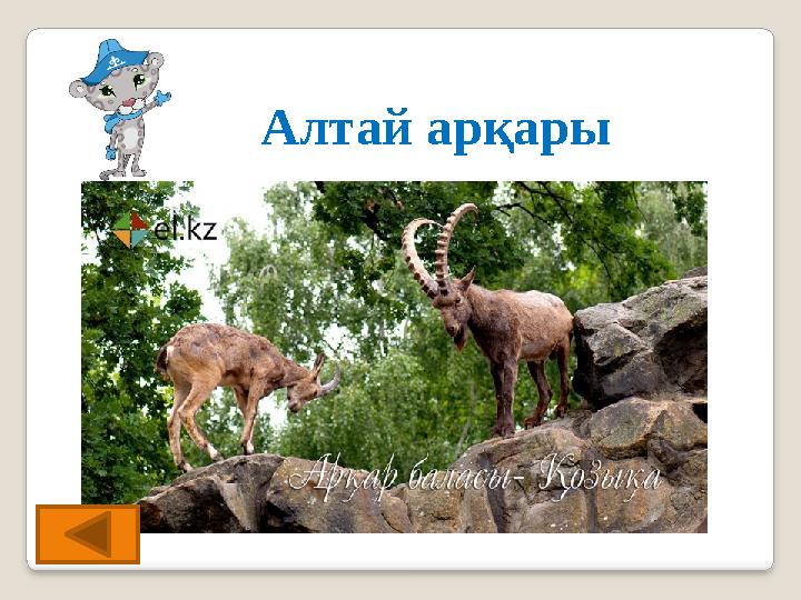 Алтай арқары