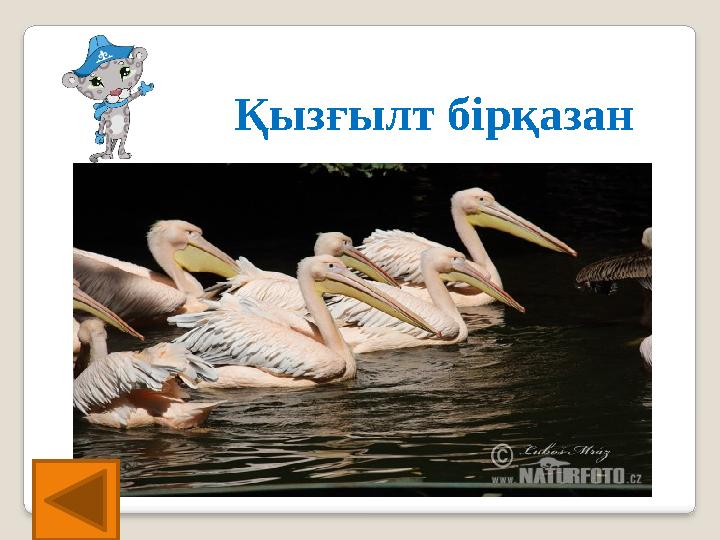 Қызғылт бірқазан