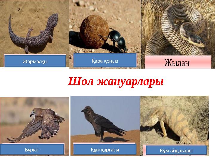 Шөл жануарлары Жармасқы Қара қоңыз Бүркіт Құм қарғасы Құм айдаһары Шөл жануарлары Жармасқы Қара қоңыз Бүркіт Құм қарғасы Құм айдаһары