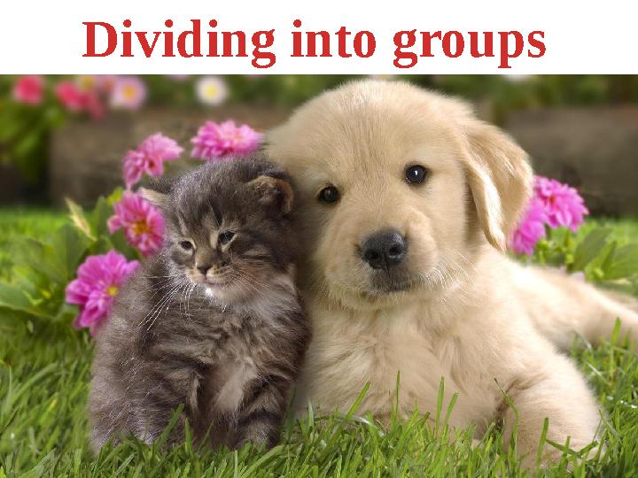 Dividing into groups
