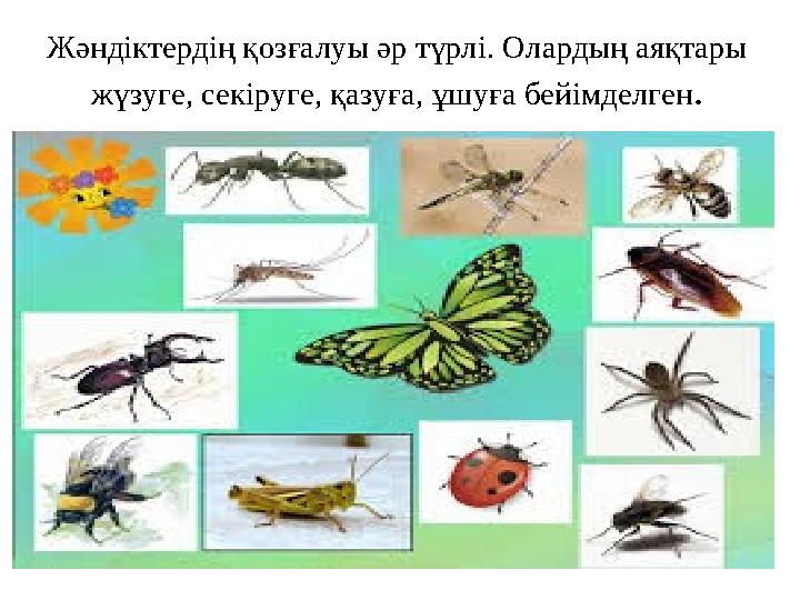 Жәндіктердің қозғалуы әр түрлі. Олардың аяқтары жүзуге, секіруге, қазуға, ұшуға бейімделген.