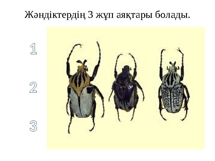 Жәндіктердің 3 жұп аяқтары болады. 1 2 3