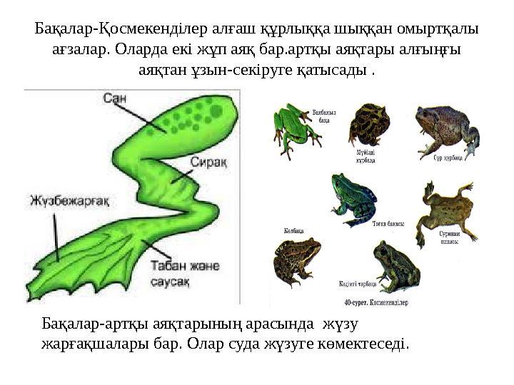 Бақалар-Қосмекенділер алғаш құрлыққа шыққан омыртқалы ағзалар. Оларда екі жұп аяқ бар.артқы аяқтары алғыңғы аяқтан ұзын-секіру