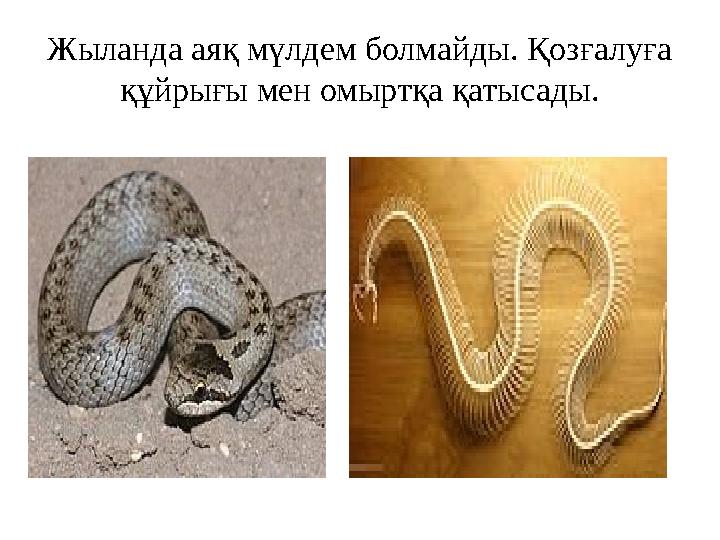 Жыланда аяқ мүлдем болмайды. Қозғалуға құйрығы мен омыртқа қатысады.