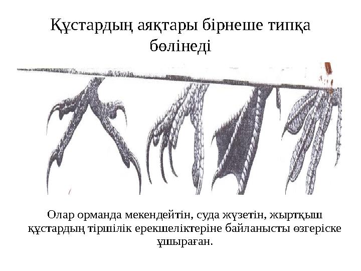 Құстардың аяқтары бірнеше типқа бөлінеді Олар орманда мекендейтін, суда жүзетін, жыртқыш құстардың тіршілік ерекшеліктеріне ба