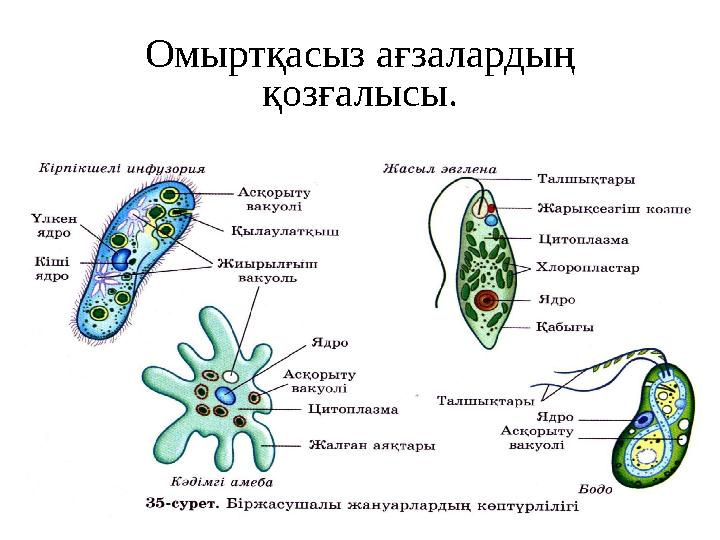 Омыртқасыз ағзалардың қозғалысы.