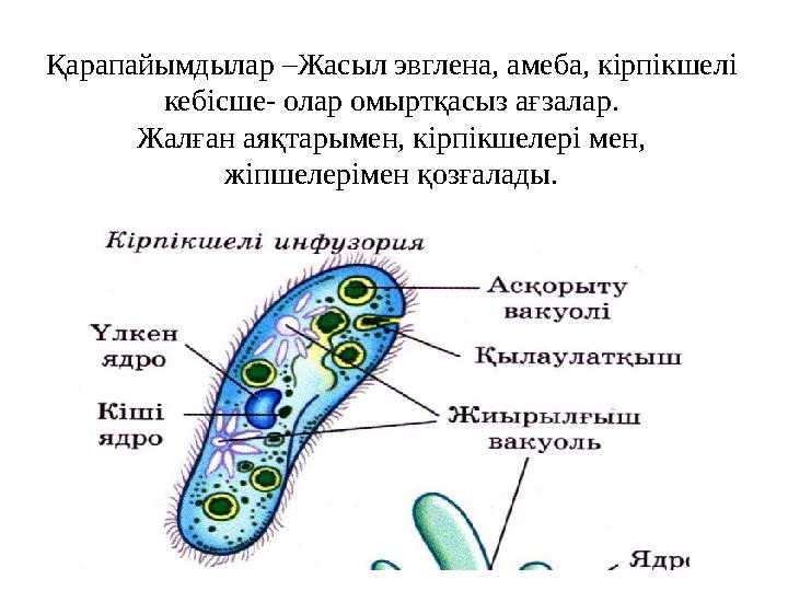 Қарапайымдылар –Жасыл эвглена, амеба, кірпікшелі кебісше- олар омыртқасыз ағзалар. Жалған аяқтарымен, кірпікшелері мен, жіпшел