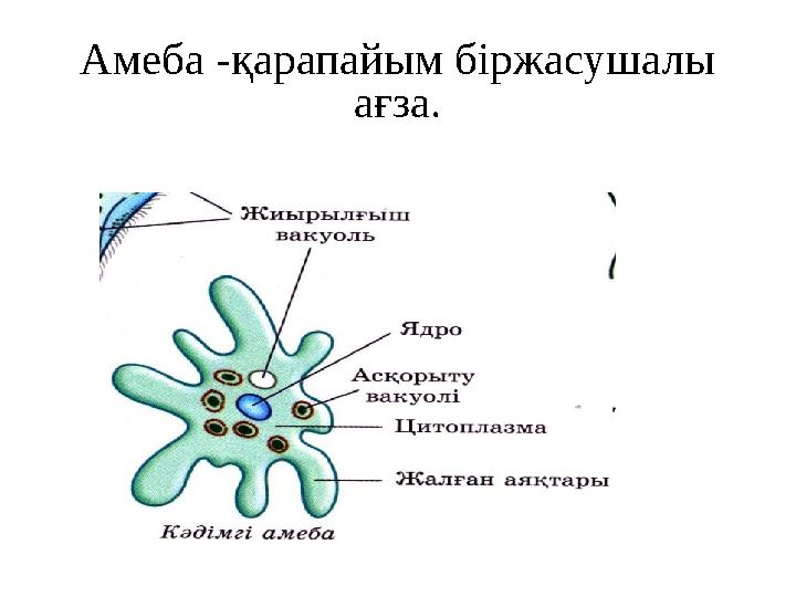 Амеба -қарапайым біржасушалы ағза.