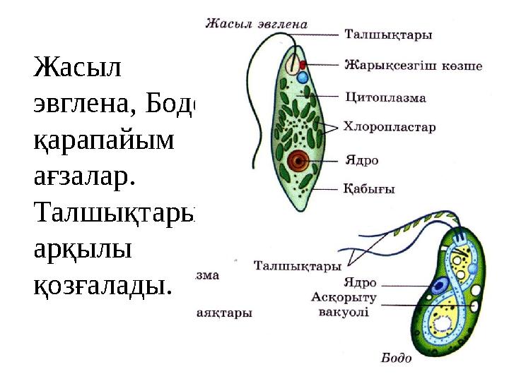 Жасыл эвглена, Бодо- қарапайым ағзалар. Талшықтары арқылы қозғалады.