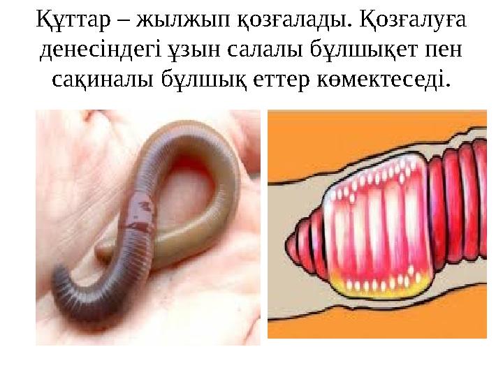 Құттар – жылжып қозғалады. Қозғалуға денесіндегі ұзын салалы бұлшықет пен сақиналы бұлшық еттер көмектеседі.