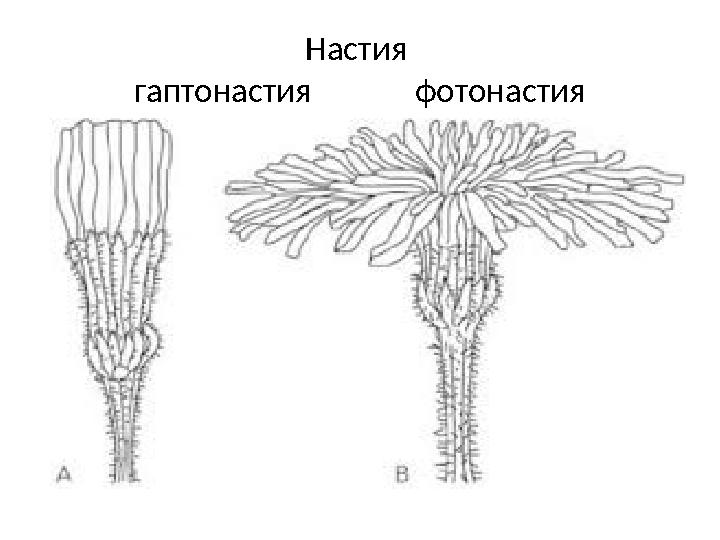 Настия гаптонастия фотонастия