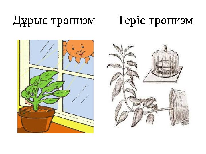 Дұрыс тропизм Теріс тропизм