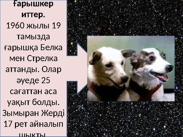 Ғарышкер иттер. 1960 жылы 19 тамызда ғарышқа Белка мен Стрелка аттанды. Олар әуеде 25 сағаттан аса уақыт болды. Зымыран