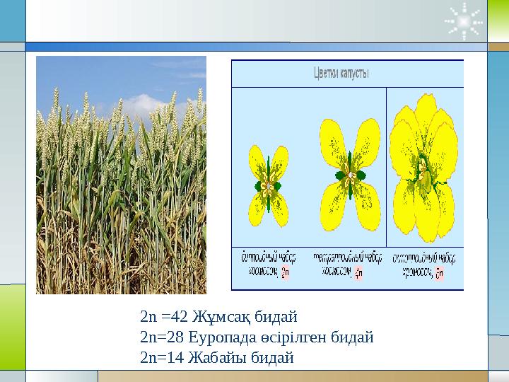 2 n =42 Жұмсақ бидай 2n=28 Еуропада өсірілген бидай 2n=14 Жабайы бидай