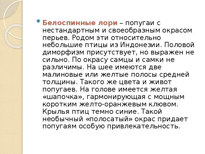  Белоспинные лори – попугаи с нестандартным и своеобразным окрасом перьев. Родом эти относительно небольшие птицы из Индоне