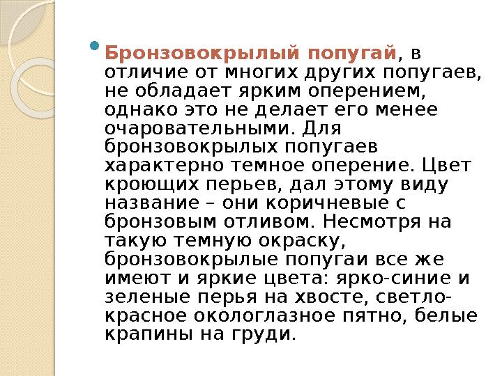  Бронзовокрылый попугай , в отличие от многих других попугаев, не обладает ярким оперением, однако это не делает его менее