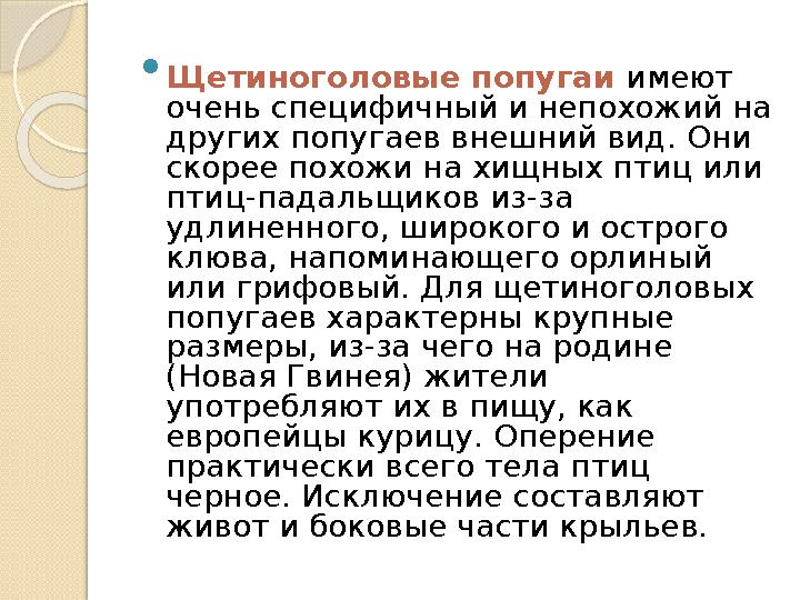  Щетиноголовые попугаи имеют очень специфичный и непохожий на других попугаев внешний вид. Они скорее похожи на хищных птиц