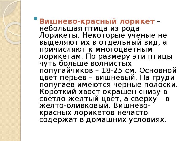  Вишнево-красный лорикет – небольшая птица из рода Лорикеты. Некоторые ученые не выделяют их в отдельный вид, а причисляют