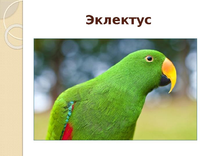 Эклектус