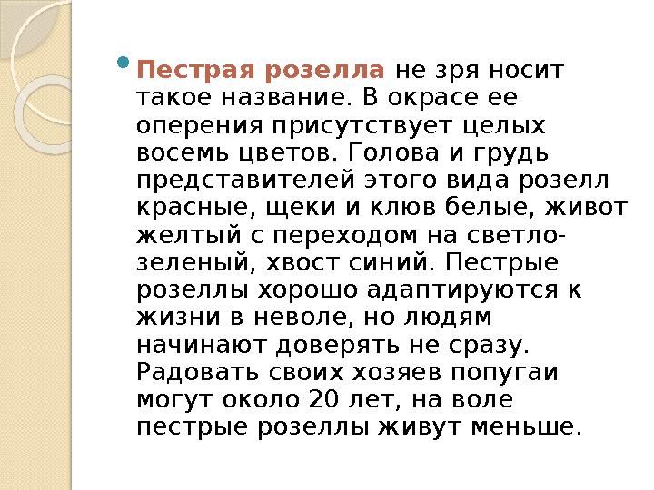  Пестрая розелла не зря носит такое название. В окрасе ее оперения присутствует целых восемь цветов. Голова и грудь предст