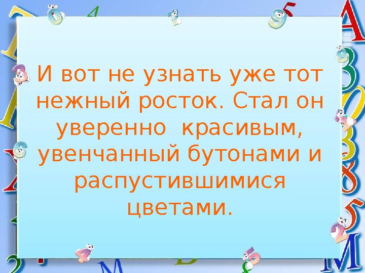 И вот не узнать уже тот нежный росток. Стал он уверенно красивым, увенчанный бутонами и распустившимися цветами.