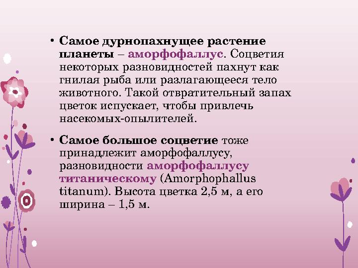 • Самое дурнопахнущее растение планеты – аморфофаллус . Соцветия некоторых разновидностей пахнут как гнилая рыба или разлаг