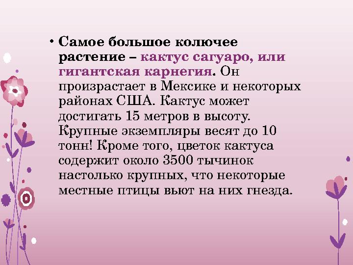 • Самое большое колючее растение – кактус сагуаро, или гигантская карнегия . Он произрастает в Мексике и некоторых районах