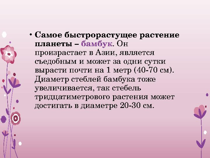 • Самое быстрорастущее растение планеты – бамбук . Он произрастает в Азии, является съедобным и может за одни сутки вырасти