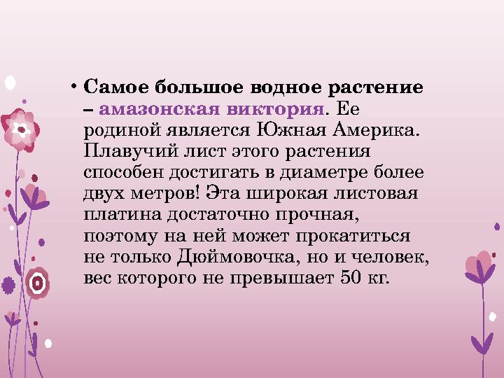 • Самое большое водное растение – амазонская виктория . Ее родиной является Южная Америка. Плавучий лист этого растения спо