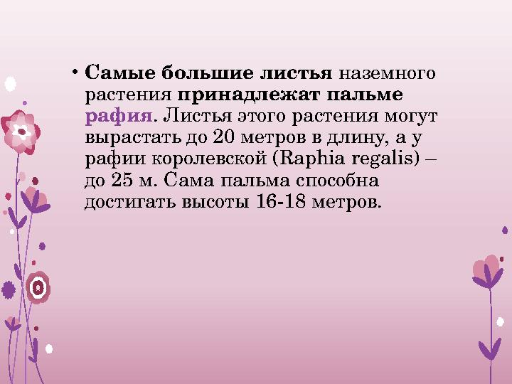 • Самые большие листья наземного растения принадлежат пальме рафия . Листья этого растения могут вырастать до 20 метров в д