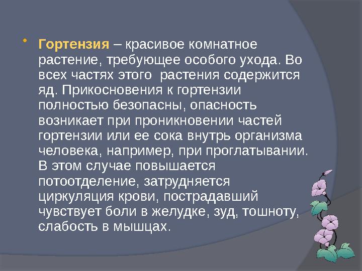  Гортензия – красивое комнатное растение, требующее особого ухода. Во всех частях этого растения содержится яд. Прикоснове