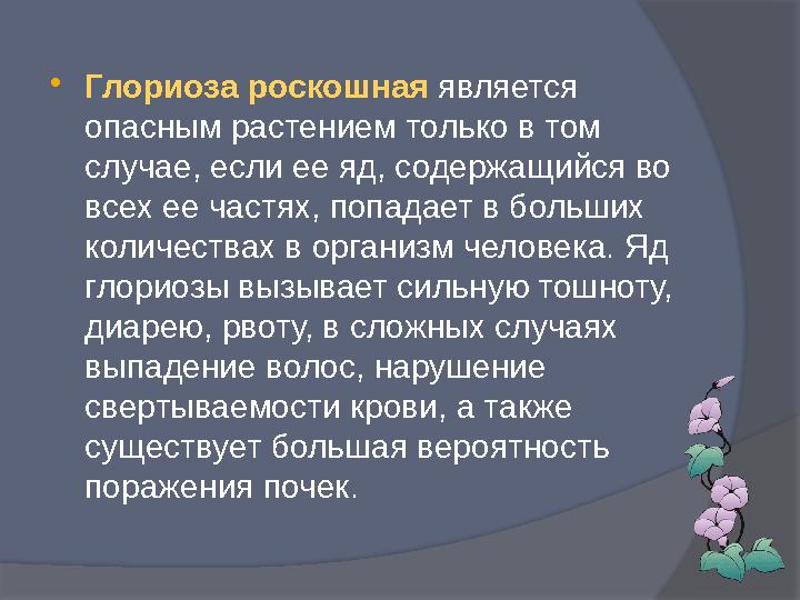  Глориоза роскошная является опасным растением только в том случае, если ее яд, содержащийся во всех ее частях, попадает в