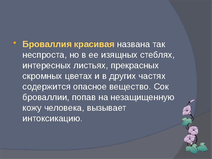  Броваллия красивая названа так неспроста, но в ее изящных стеблях, интересных листьях, прекрасных скромных цветах и в друг