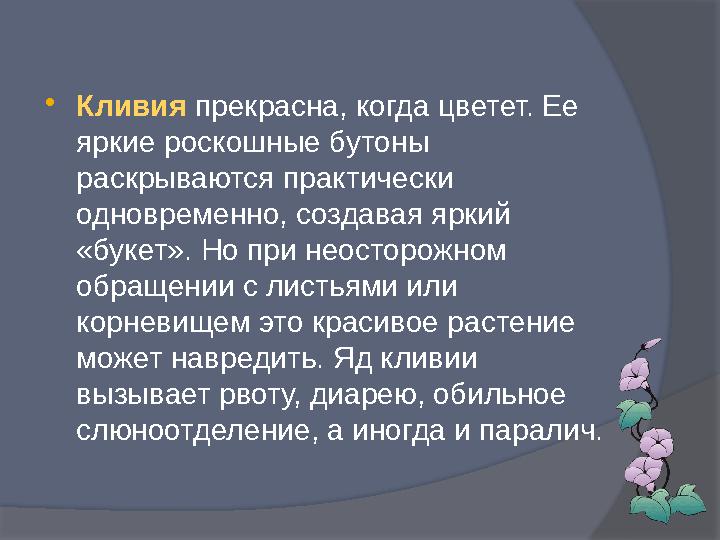  Кливия прекрасна, когда цветет. Ее яркие роскошные бутоны раскрываются практически одновременно, создавая яркий «букет».