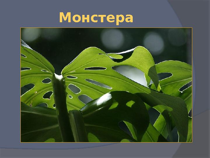 Монстера