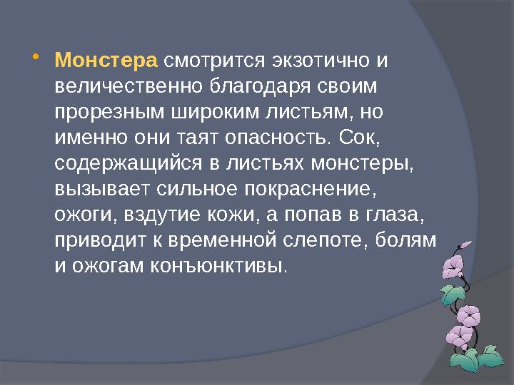  Монстера смотрится экзотично и величественно благодаря своим прорезным широким листьям, но именно они таят опасность. Сок,