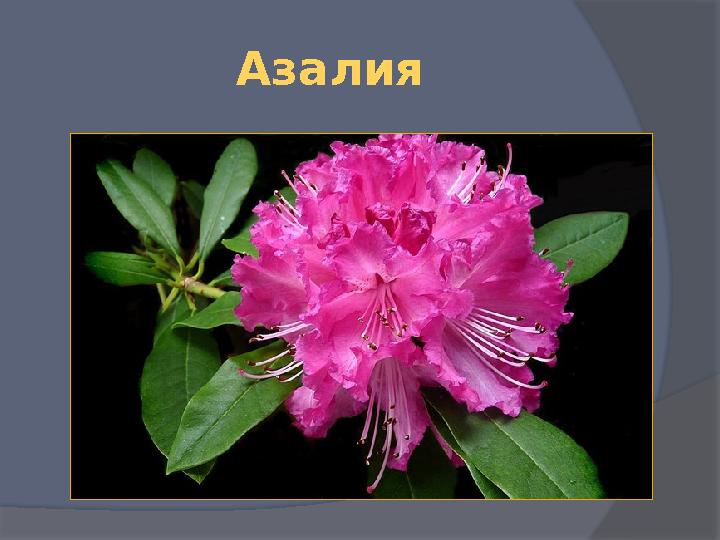 Азалия