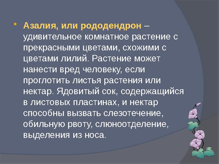  Азалия, или рододендрон – удивительное комнатное растение с прекрасными цветами, схожими с цветами лилий. Растение может