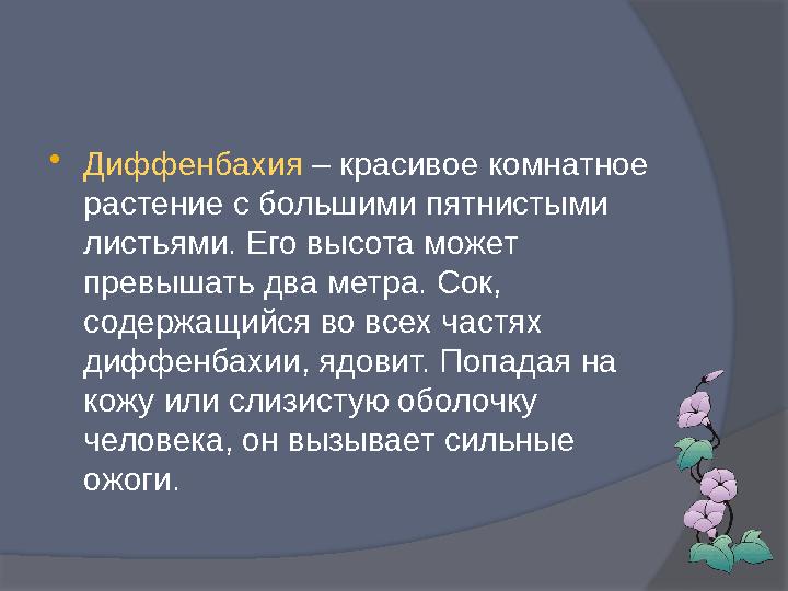  Диффенбахия – красивое комнатное растение с большими пятнистыми листьями. Его высота может превышать два метра. Сок, соде