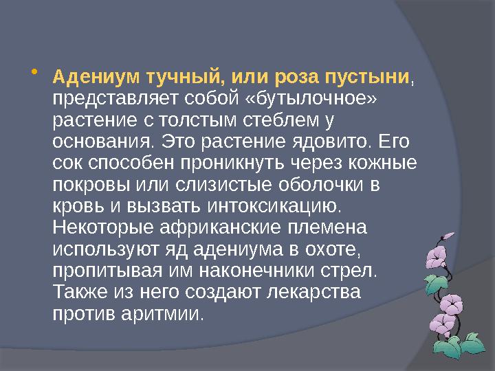  Адениум тучный, или роза пустыни , представляет собой «бутылочное» растение с толстым стеблем у основания. Это растение ядо