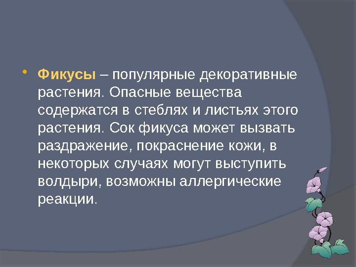  Фикусы – популярные декоративные растения. Опасные вещества содержатся в стеблях и листьях этого растения. Сок фикуса може