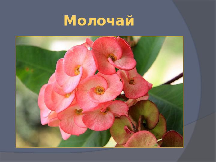 Молочай